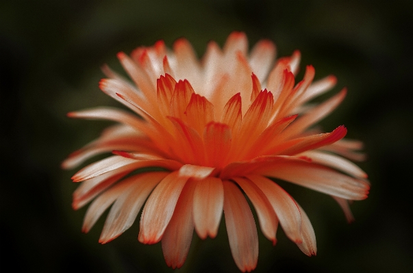 Blossom plant photography leaf Photo