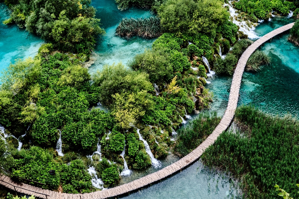 Water forest waterfall river