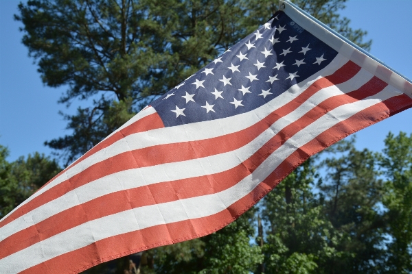 Tree flag american of the united states Photo