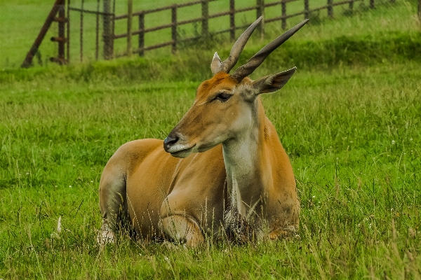 Foto Natura erba prato
 prateria
