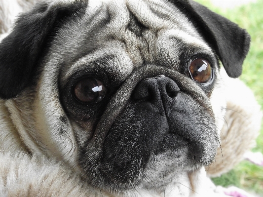 Foto Filhote de cachorro mamífero amigo