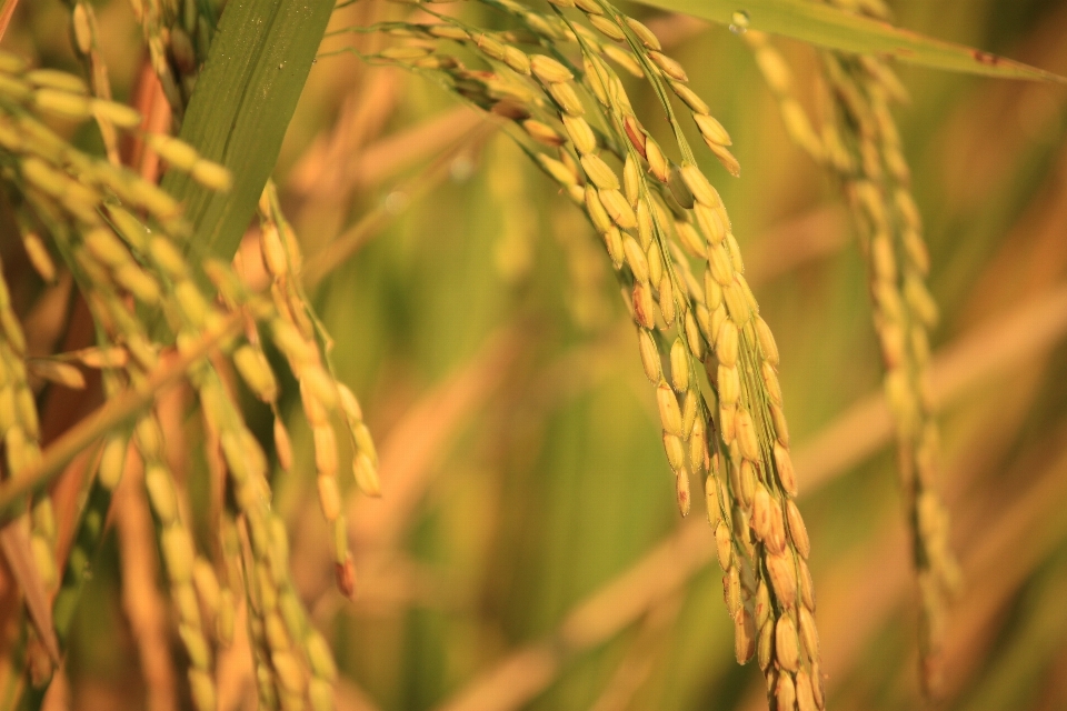 Gras zweig anlage sonne