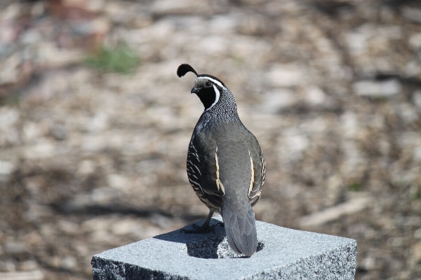 Landscape nature mountain bird Photo