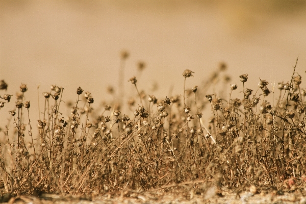 Nature grass sand branch Photo