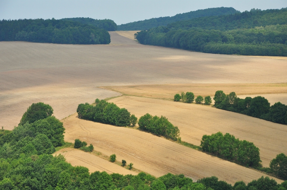 Landscape tree nature horizon