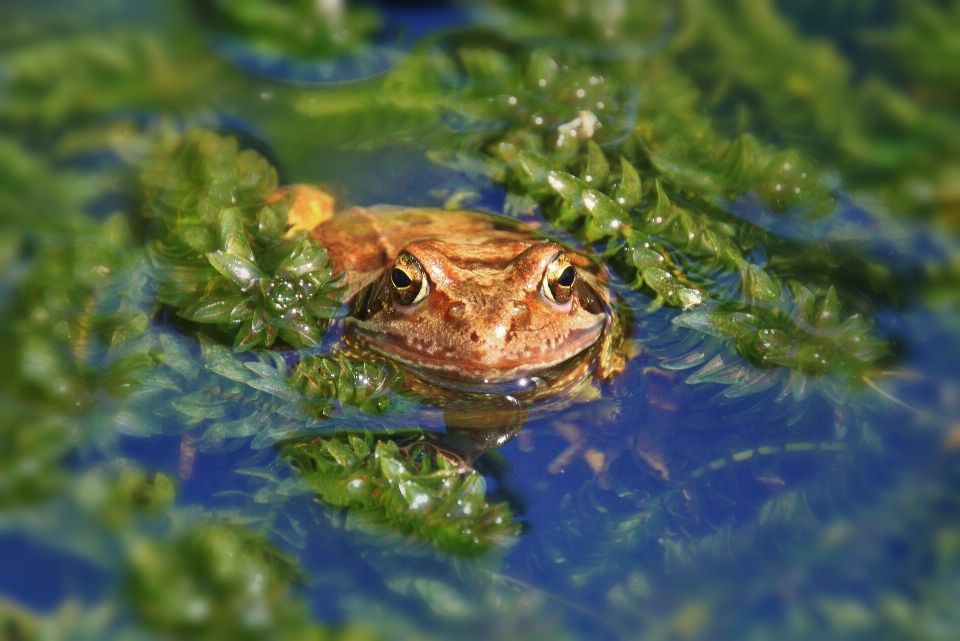 Water wetlands animal pond