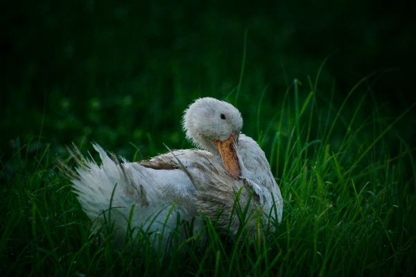 Water nature grass bird Photo