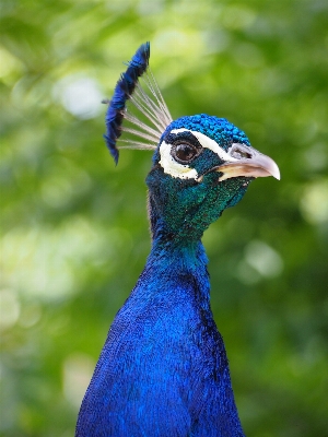 Foto Alam burung padang rumput
 satwa