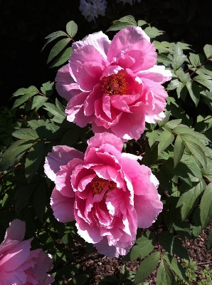 Blossom plant flower petal Photo