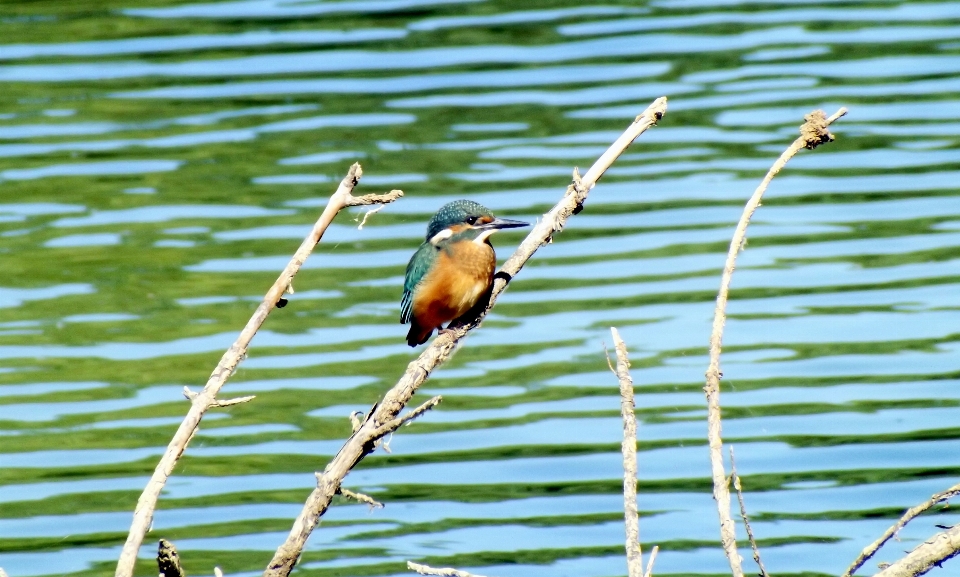 Water nature grass branch