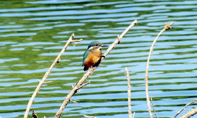 Water nature grass branch Photo