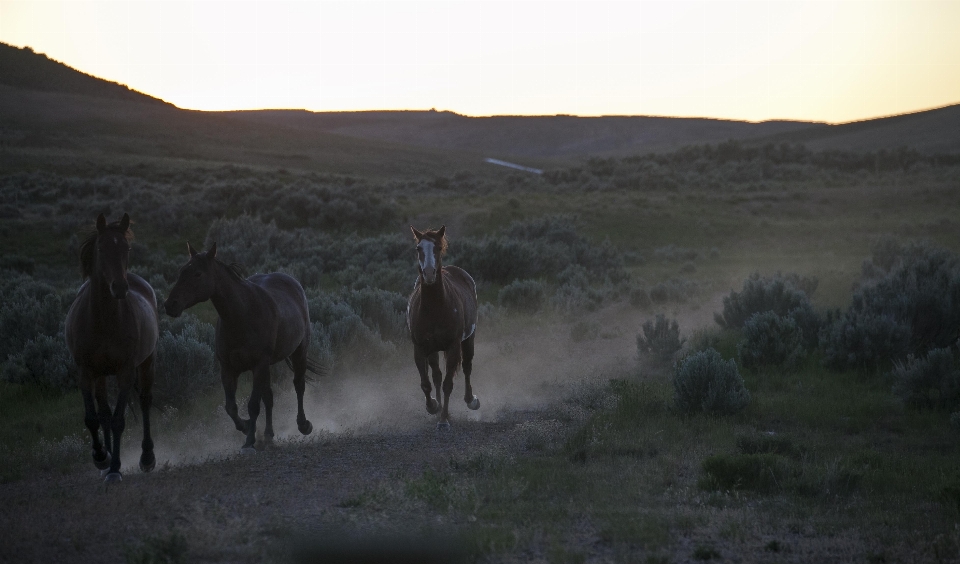 Paesaggio natura selvaggia
 alba deserto