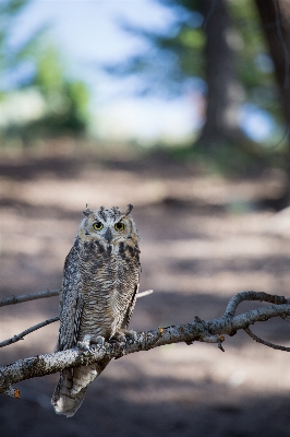 Foto Pohon alam cabang burung