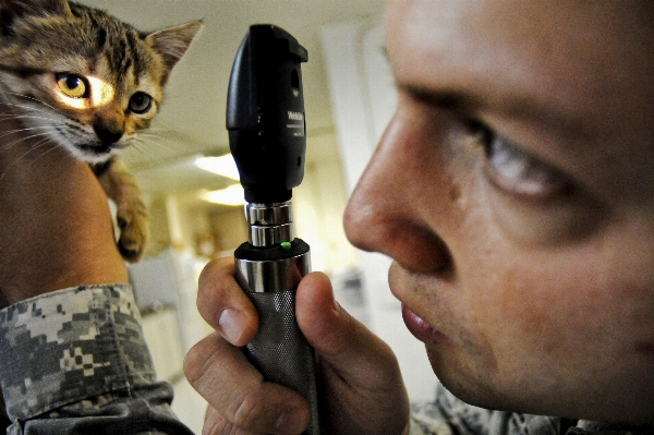 Male fur army kitten Photo