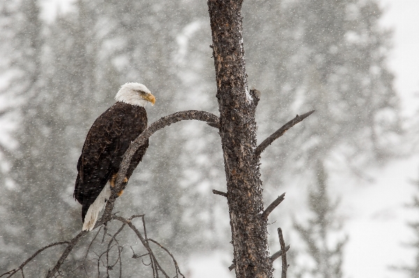 Nature branch snow winter Photo