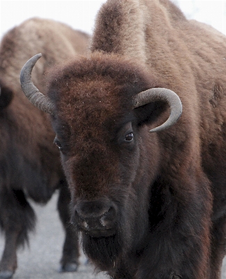 Prairie animal profile wildlife Photo