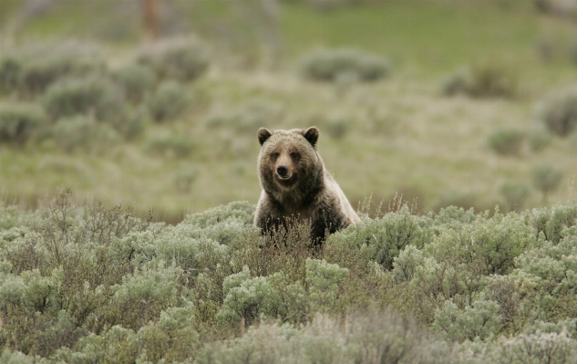 Nature animal looking bear Photo