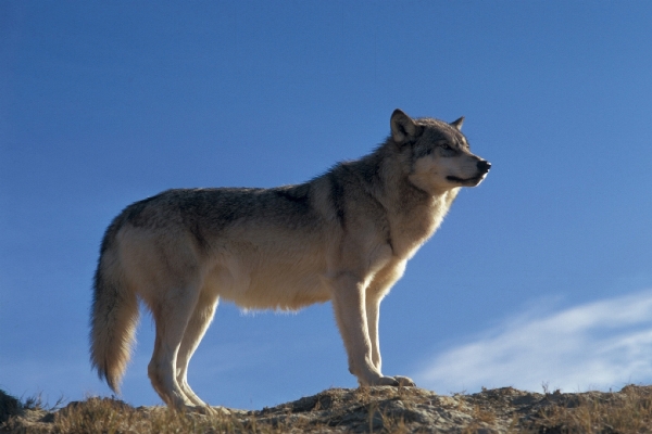 Photo Nature région sauvage
 chien faune