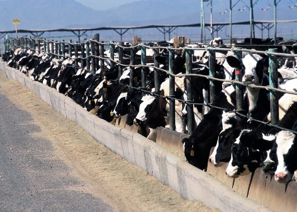 Azienda agricola campagna animale paese