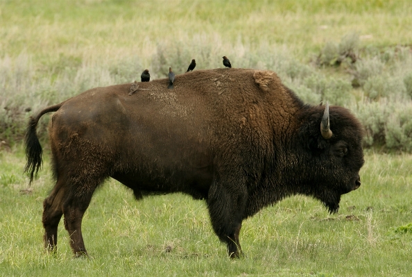 Prairie animal wildlife fur Photo