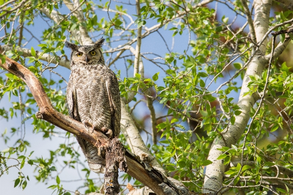 Foto Pohon alam cabang burung