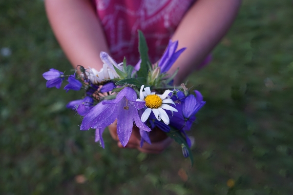 Nature grass blossom plant Photo