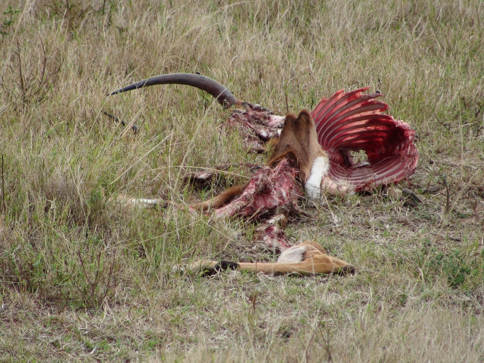 Nature bird prairie animal