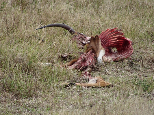 Zdjęcie Natura ptak preria
 zwierzę