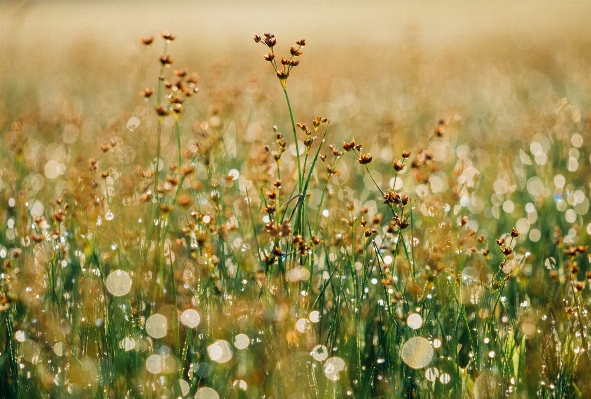 Landscape water nature grass Photo