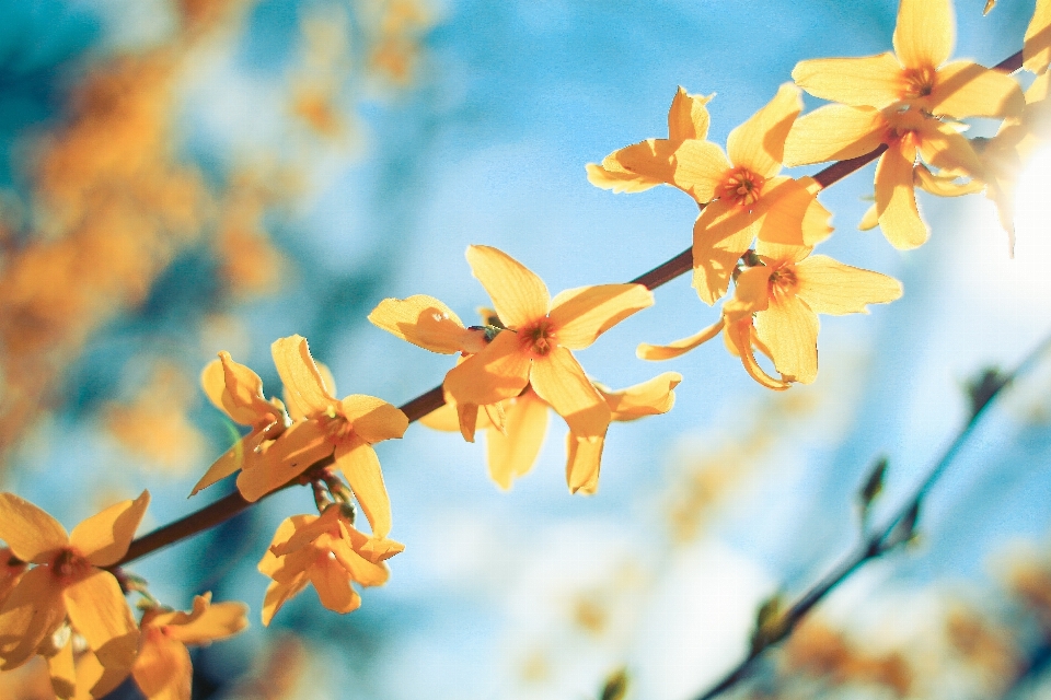 Arbre nature bifurquer fleurir