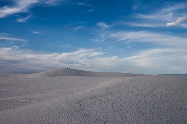 Landscape tree nature sand Photo