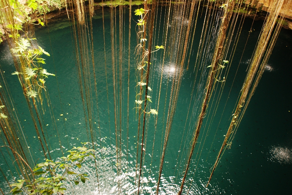 Landscape sea tree water