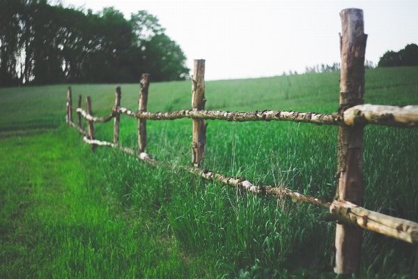 Landscape tree nature grass Photo