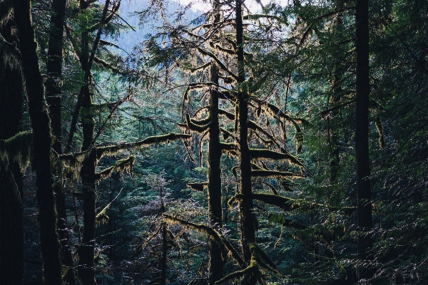 Landscape tree nature forest Photo