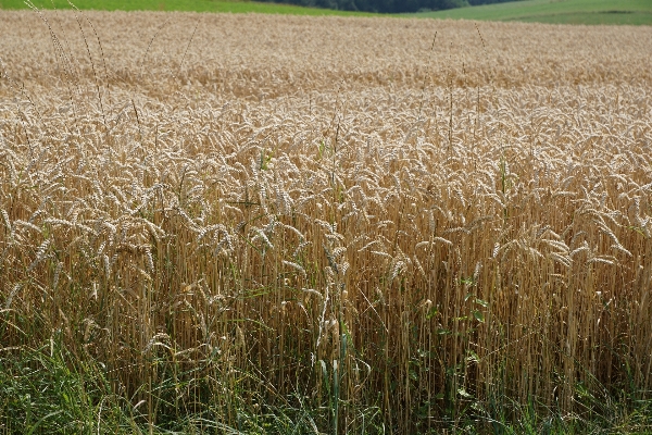 Grass plant field meadow Photo