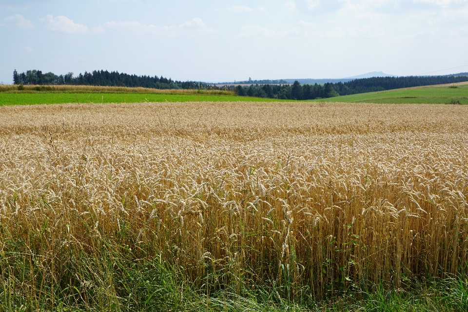 Grass marsh plant field