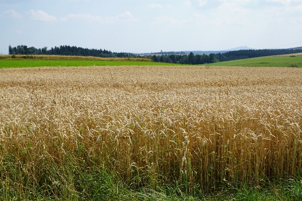 Grass marsh plant field Photo