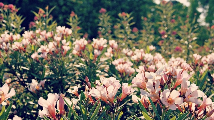 Nature grass blossom plant Photo