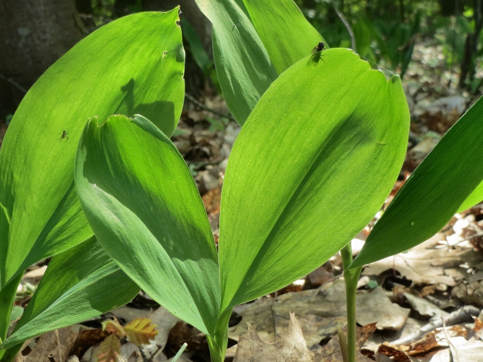 Pianta foglia fiore botanica
