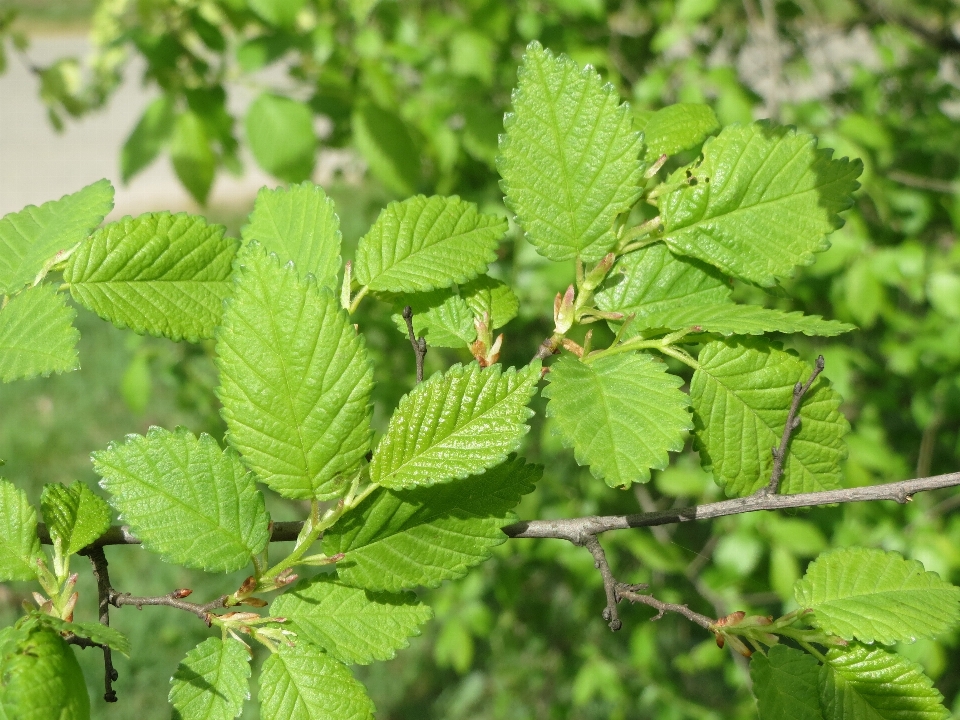 árbol rama planta fruta