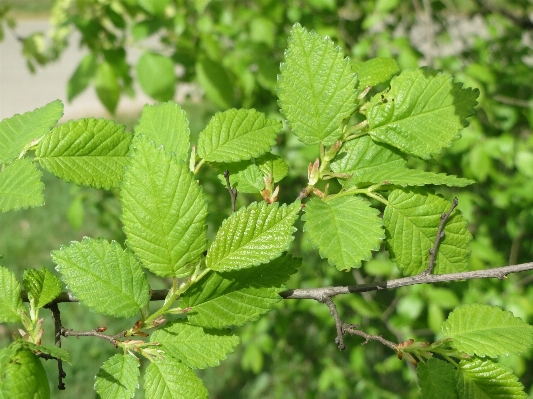 Tree branch plant fruit Photo