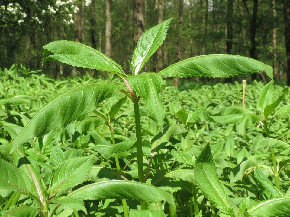 植物 叶子 花 丛林