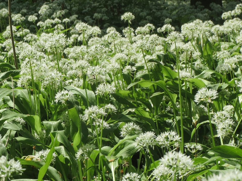 Anlage feld blume essen