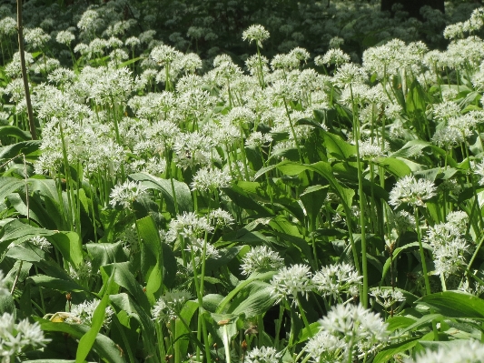 Plant field flower food Photo