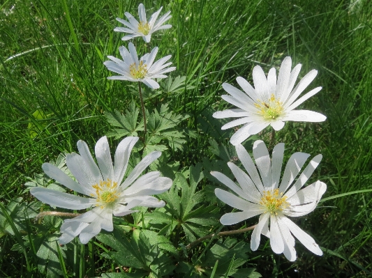 Anlage blume blütenblatt gänseblümchen Foto