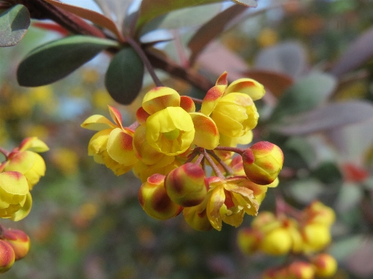 Branch blossom plant leaf Photo