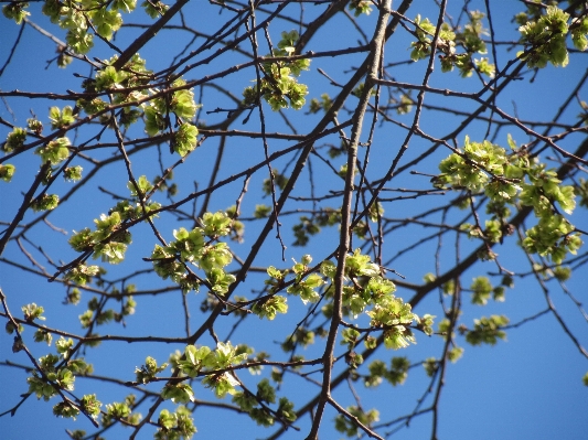 Tree branch blossom plant Photo