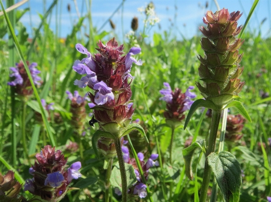 Anlage wiese
 prärie
 blume Foto