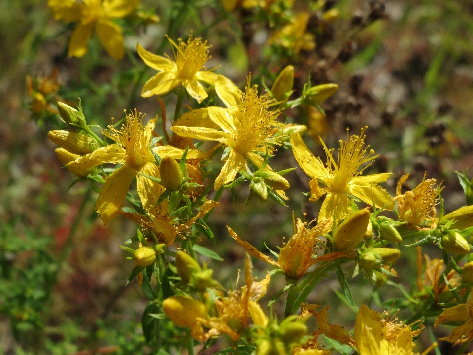 Arbre usine feuille fleur