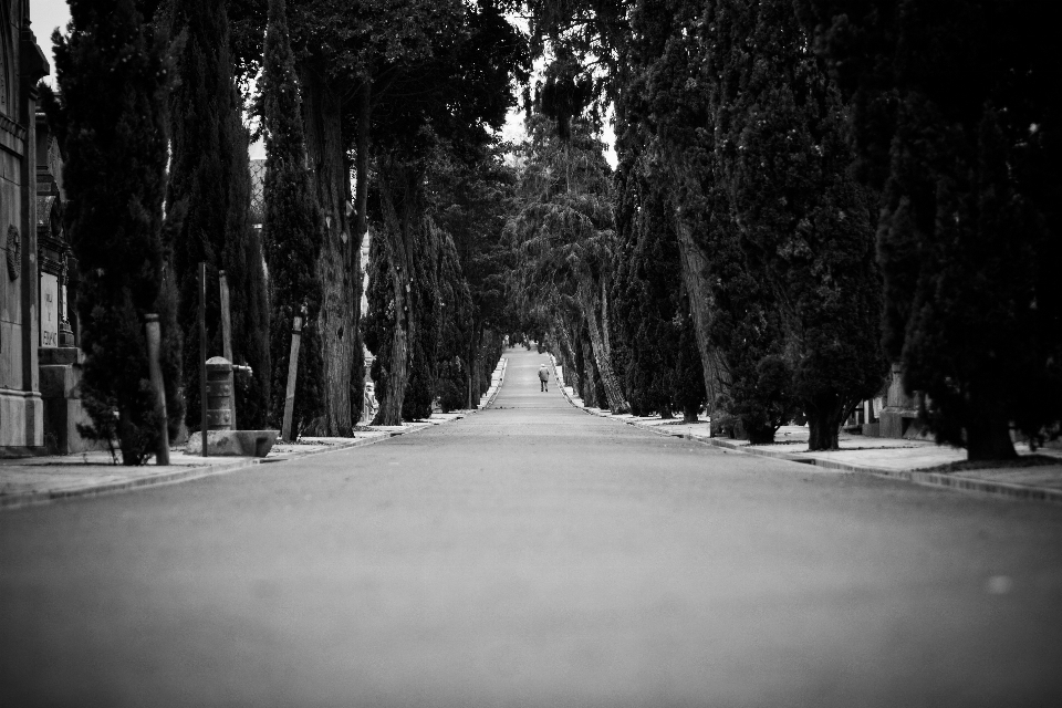 Landscape tree nature path